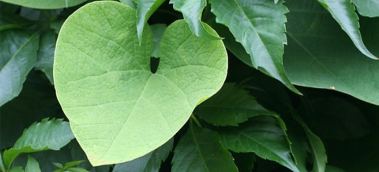 A close-up photo of an Erythroxylum coca plant leaf.