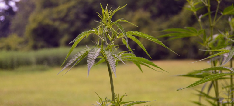 A close-up of a marijuana plant in an open field.