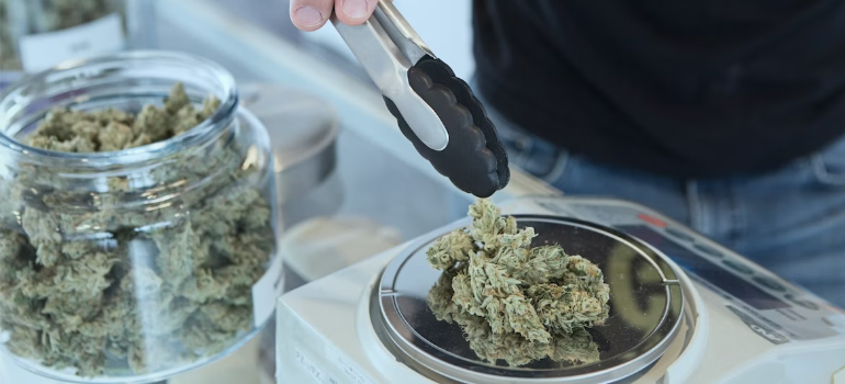 A close-up of a person picking up marijuana with a spatula.