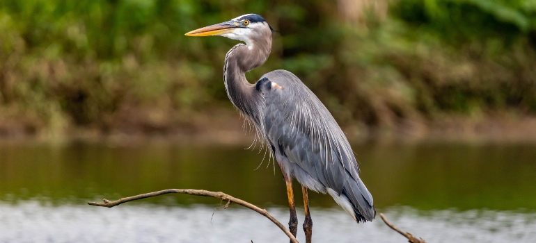 a bird in Everglades